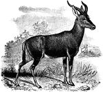 The sassaby or topi is an antelope species native to Africa.