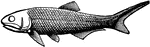 "One of a family of ganoid fishes including the lepidosteids and various extinct forms." -Whitney, 1911