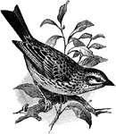The Savannah sparrow (Passerculus sandwichensis) is a small passerine bird.
