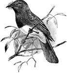 The Black Phoebe (Sayornis nigricans) is a small bird of the Tyrant Flycatcher family (Tyrannidae).
