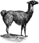 The guanaco (Lama guanicoe) is a camelid animal native to South America that stands between 107 and 122 centimeters (3.5 and 4 feet) at the shoulder and weighs about 90 kg (200 lb). The colour varies very little, ranging from a light brown to dark cinnamon and shading to white underneath. Guanacos have grey faces and small straight ears. They are extremely striking with their large, alert brown eyes, streamlined form, and energetic pace. They are particularly ideal for keeping in large groups in open parklands.