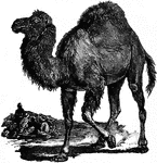 The Dromedary camel (Camelus dromedarius) is a large even-toed ungulate. It is often referred to as the one-humped camel, Arabian camel, or simply as the "dromedary". Its native range is unclear, but it was probably the Arabian Peninsula. The domesticated form occurs widely in northern Africa and the Middle East; the world's only population of dromedaries exhibiting wild behaviour is an introduced feral population in Australia. The dromedary camel is arguably the best-known member of the camel family. Other members of the camel family include the llama and the alpaca in South America. The Dromedary has one hump on its back, in contrast to the Bactrian camel which has two. A good mnemonic for remembering which way around these terms apply is this: "Bactrian" begins with "B", and "Dromedary" begins with "D"; "B" on its side has two humps, whilst "D" on its side has only one hump.