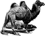 The Bactrian Camel (Camelus bactrianus) is a large even-toed ungulate native to the steppes of north eastern Asia. It is one of the two surviving species of camel. The Bactrian Camel has two humps on its back, in contrast to the single-humped Dromedary Camel. Nearly all of the estimated 1.4 million Bactrian Camels alive today are domesticated, but in October 2002 the estimated 950 remaining in the wild in northwest China and Mongolia were placed on the critically endangered species list.