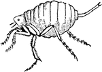 The chigoe flea (Tunga penetrans) is a parasitic arthropod found in tropical climates, especially South America and the West Indies. At 1 mm long, the chigoe flea is the smallest known flea. Breeding female chigoes burrow into exposed skin and lay eggs, causing intense irritation. After this point, the skin lesion looks like a 5 to 10 mm white spot with a central black dot, which are the flea's exposed hind legs, respiratory spiracles and reproductive organs.