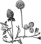 An illustration of white clover (left) and red clover (right). Clover (Trifolium), or trefoil, is a genus of about 300 species of plants in the pea family Fabaceae. The genus has a cosmopolitan distribution; the highest diversity is found in the temperate Northern Hemisphere, but many species also occur in South America and Africa, including at high altitudes on mountains in the tropics. They are small annual, biennial, or short-lived perennial herbaceous plants. The leaves are trifoliate (rarely 5- or 7-foliate), with stipules adnate to the leaf-stalk, and heads or dense spikes of small red, purple, white, or yellow flowers; the small, few-seeded pods are enclosed in the calyx