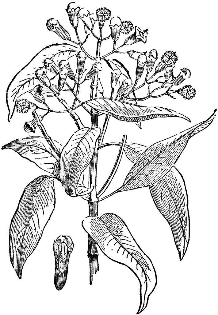 Clove Plant and Seed ClipArt ETC