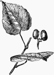An illustration of an anamirta cocculus leaf. Anamirta cocculus is an Southeast Asian and Indian climbing plant. Its fruit, Cocculus indicus, is the source of picrotoxin, a poisonous alkaloid with stimulant properties. The plant is large-stemmed (up to 10cm in diameter); the bark is "corky gray" with white wood. The "small, yellowish-white, sweet-scented" flowers vary between 6 to 10 centimeters across; the fruit produced is a drupe, "about 1 cm in diameter when dry".