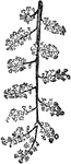 An illustration of an anamirta cocculus branch with flowers. Anamirta cocculus is an Southeast Asian and Indian climbing plant. Its fruit, Cocculus indicus, is the source of picrotoxin, a poisonous alkaloid with stimulant properties. The plant is large-stemmed (up to 10cm in diameter); the bark is "corky gray" with white wood. The "small, yellowish-white, sweet-scented" flowers vary between 6 to 10 centimeters across; the fruit produced is a drupe, "about 1 cm in diameter when dry".
