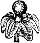 An illustration of an anamirta cocculus male flower. Anamirta cocculus is an Southeast Asian and Indian climbing plant. Its fruit, Cocculus indicus, is the source of picrotoxin, a poisonous alkaloid with stimulant properties. The plant is large-stemmed (up to 10cm in diameter); the bark is "corky gray" with white wood. The "small, yellowish-white, sweet-scented" flowers vary between 6 to 10 centimeters across; the fruit produced is a drupe, "about 1 cm in diameter when dry".