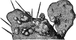 An illustration of Cochineal living on cactus. Cochineal is the name of both crimson or carmine dye and the cochineal insect (Dactylopius coccus), a scale insect in the suborder Sternorrhyncha, from which the dye is derived. This type of insect, a primarily sessile parasite, lives on cacti from the genus Opuntia, feeding on moisture and nutrients in the cacti. The insect produces carminic acid which deters predation by other insects. Carminic acid can be extracted from the insect's body and eggs to make the dye. Cochineal is primarily used as a food colouring and for cosmetics.