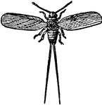 An illustration of a male Cochineal. Cochineal is the name of both crimson or carmine dye and the cochineal insect (Dactylopius coccus), a scale insect in the suborder Sternorrhyncha, from which the dye is derived. This type of insect, a primarily sessile parasite, lives on cacti from the genus Opuntia, feeding on moisture and nutrients in the cacti. The insect produces carminic acid which deters predation by other insects. Carminic acid can be extracted from the insect's body and eggs to make the dye. Cochineal is primarily used as a food colouring and for cosmetics.