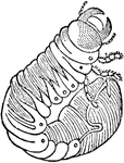 An illustration of a full grown cockchafer larva. The cockchafer (colloquially called may bug, billy witch, or spang beetle, particularly in East Anglia) is a European beetle of the genus Melolontha, in the family Scarabaeidae. Once abundant throughout Europe and a major pest in the periodical years of "mass flight", it had been nearly iradicated in the middle of the 20th century through extensive use of pesticides and has even been locally exterminated in many regions. However, since a change in pest control beginning in the 1980s, its numbers have started to grow again. As they don't tolerate pollution well, their presence is usually a marker of low pollution levels.