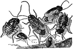 An illustration of a male (right) and female (left) cockroach. Cockroaches (or simply "roaches") are insects of the order Blattaria. This name derives from the Latin word for "cockroach", blatta. There are about 4,000 species of cockroach of which 30 species are associated with human habitations and about four species are well known as pests.