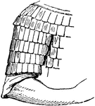 Small plates are sewn onto cloth, overlapping. "Scale-armor of the Early Middle Ages." -Whitney, 1911