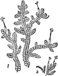 "Scale-mosses. 1, Ptilidium ciliare (fringewort); 2, Lophocolea minor (liverwort)." -Whitney, 1911