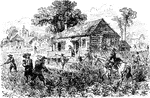 Tobacco being harvested in the Virginia Colony. By 1612, John Rolfe's new strains of tobacco had been successfully cultivated and exported. Finally, a cash crop to export had been identified, and plantations and new outposts sprung up, initially both upriver and downriver along the navigable portion of the James River, and thereafter along the other rivers and waterways of the area.
