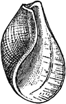 Scaphander lignarius is a species of gastropods in the Scaphandridae family.