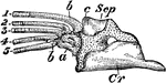 "Pectoral arch and fore limb of the pike (Esox lucius), an osseous fish, showing scapulocoracoid, composed of Scp, scapula or hypercoracoid; c, posterior end of the outer margin of the scapulocoracoid; b, b, 1, 2, 3, 4, 5, five fin-rays or radialia; a, actinosts or basalia." -Whitney, 1911