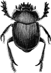 The dung beetle is an insect in the Scarabaeidae family and was a sacred icon to the Egyptians.