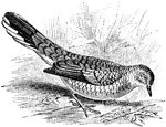 The scaly ground dove (Scardafella squamosa) is a species of New World doves in the Columbidae family.