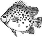 The spotted scat (Scatophagus argus) is a small fish native to the western Pacific Ocean.