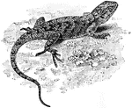 The Eastern fence lizard (Sceloporus undulatus) is a medium sized species of lizard common along the east coast of North America.