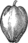 An illustration of a cocoanut palm's fruit, a cocoanut. Although coconut meat contains less fat than other dry nuts such as almonds, it is noted for its high amount of saturated fat.Approximately 90% of the fat found in coconut meat is saturated, a proportion exceeding that of foods such as lard, butter, and tallow. However, there has been some debate as to whether or not the saturated fat in coconuts is healthier than the saturated fat found in other foods. Coconut meat also contains less sugar and more protein than popular fruits such as bananas, apples and oranges, and it is relatively high in minerals such as iron, phosphorus and zinc.
