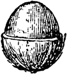An illustration of a single cocoanut seed. Although coconut meat contains less fat than other dry nuts such as almonds, it is noted for its high amount of saturated fat.Approximately 90% of the fat found in coconut meat is saturated, a proportion exceeding that of foods such as lard, butter, and tallow. However, there has been some debate as to whether or not the saturated fat in coconuts is healthier than the saturated fat found in other foods. Coconut meat also contains less sugar and more protein than popular fruits such as bananas, apples and oranges, and it is relatively high in minerals such as iron, phosphorus and zinc.
