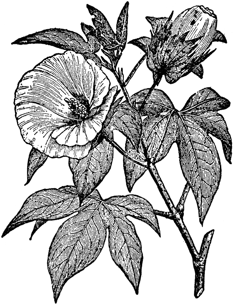 Cotton Plant Hand Drawing Vintage Engraving Style Isotale on White  Background Stock Illustration -… | Plant illustration, Flower art drawing,  Engraving illustration