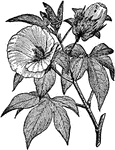An illustration of a cotton plant. Cotton is a soft, staple fiber that grows around the seeds of the cotton plant (Gossypium sp.), a shrub native to tropical and subtropical regions around the world, including the Americas, India and Africa.
