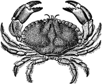 The Dungeness crab is a species of crab that inhabits eelgrass beds and water bottoms from the Aleutian Islands in Alaska to Santa Cruz, California. Its binomial name, Cancer magister, simply means "master crab" in Latin. They measure as much as 25 cm (10 inches) in some areas off the coast of Washington, but typically are under 20 cm (8 inches). They are a popular delicacy, and are the most commercially important crab in the Pacific Northwest, as well as the western states generally.
