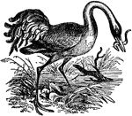 Cranes are large, long-legged and long-necked birds of the order Gruiformes, and family Gruidae. Unlike the similar-looking but unrelated herons, cranes fly with necks outstretched, not pulled back. There are representatives of this group on all the continents except Antarctica and South America. Most species of cranes are at least threatened, if not critically endangered, within their range. The plight of the Whooping Cranes of North America inspired some of the first US legislation to protect endangered species.