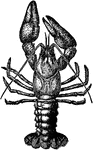Crayfish, crawfish, or crawdads are freshwater crustaceans resembling small lobsters, to which they are closely related. They breathe through feather-like gills and are found in bodies of water that do not freeze to the bottom; they are also mostly found in brooks and streams where there is fresh water running, and which have shelter against predators. Most crawfish cannot tolerate polluted water, although some species such as the invasive Procambarus clarkii are more hardy. Some crayfish have been found living as much as 3 m (10 feet) underground.