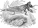 An illustration of a male cricket with eggs.