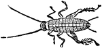 An illustration of a house cricket larva. Acheta domesticus (house cricket) is a cricket native to Europe. Both sexes of this grey or brown cricket are fully winged but can't fly. Originally from the Middle East and North Africa the insect is found in permanently heated buildings such as bakeries. Its shrill warbling song is heard mainly at night.