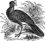 Curassows are one of the three major groups of cracid birds. Three of the four genera are restricted to tropical South America; a single species of Crax ranges north to Mexico. They form a distinct clade which is usually classified as the subfamily Cracinae.