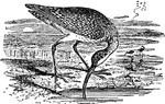 Curlew is the common name for the bird genus Numenius, a group of eight wader species, characterised by a long slender down-curved bill and mainly brown plumage with little seasonal change. Curlews feed on mud or very soft ground, searching for worms and other invertebrates with their long bills. They will also take crabs and similar items.