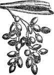 An illustration of the fruit of a date palm, a date.  The fruit is a drupe known as a date. They are oval-cylindrical, 3&ndash;7 cm long, and 2&ndash;3 cm diameter, and when unripe, range from bright red to bright yellow in colour, depending on variety. Dates contain a single seed about 2&ndash;2.5 cm long and 6&ndash;8 mm thick. Three main cultivar groups of date exist; soft (e.g. 'Barhee', 'Halawy', 'Khadrawy', 'Medjool'), semi-dry (e.g. 'Dayri', 'Deglet Noor', 'Zahidi'), and dry (e.g. 'Thoory'). The type of fruit depends on the glucose, fructose and sucrose content.