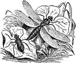 An illustration of a dragon fly (right) and a nymph (left). A dragonfly is a type of insect belonging to the order Odonata, the suborder Epiprocta or, in the strict sense, the infraorder Anisoptera. It is characterized by large multifaceted eyes, two pairs of strong transparent wings, and an elongated body. Dragonflies are similar to damselflies, but the adults can be differentiated by the fact that the wings of most dragonflies are held away from, and perpendicular to, the body when at rest. n biology, a nymph is the immature form of some insects, which undergoes incomplete metamorphosis (hemimetabolism) before reaching its adult stage; unlike a typical larva, a nymph's overall form already resembles that of the adult. In addition, while a nymph moults it never enters a pupal stage. Instead, the final moult results in an adult insect.