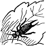 An illustration of an earwig larva. Earwigs is the common name given to the insect order Dermaptera characterized by membranous wings folded underneath short leathery forewings (hence the literal name of the order&mdash;"skin wings"). The abdomen extends well beyond the wings, and frequently, though not always, ends in a pair of forceps-like structures termed cerci. The order is relatively small among Insecta, with about 1,800 recorded species in 10 families. Earwigs are, however, quite common globally. There is no evidence that they transmit disease or otherwise harm humans or other animals, despite their nickname pincher bug.