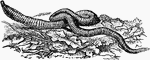 An illustration of an earthworm. The basic body plan of an earthworm is a tube, the digestive system, within a tube, the muscular outer body. The body is annular, formed of segments that are most specialized in the anterior. Earthworms have a simple circulatory system. They have two main blood vessels that extend through the length of their body: a ventral blood vessel which leads the blood to the posterior end, and a dorsal blood vessel which leads to the anterior end. Most earthworms are decomposers feeding on undecayed leaf and other plant matter, others are more geophagous.