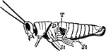 Lateral view of a grasshopper. Labels: St, stigmata; T, tympanal organ