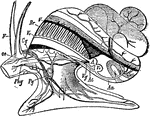 Circulatory and nervous system of a snail. Labels: F, tentacles; Oe, esophagus; Cg, cerebral ganglion; Pg, pedal ganglion and otocyst; Vg, visceral ganglion; Phg, pharyngeal ganglion; A, abdominal aorta; Ac, cephalic aorta; V, veins; V c, brachial veins; Br, gills.