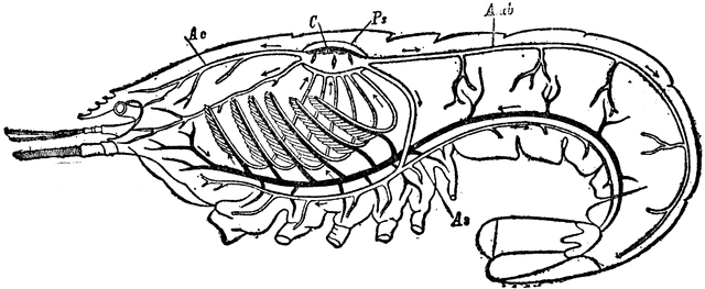 Circulatory and Respiratory System of a Crayfish | ClipArt ETC