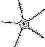 Diagram of the nervous system of a starfish. N, nerve ring.