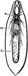 Nervous system of a flatworm. Labels: G, cerebral ganglia and eyes; St, the two lateral nerve trunks; D, intestine with mouth.