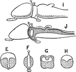 Diagrams of the vertebrate brain. E, H, transverse sections of the brain at different levels. E, the cerebrum; F, of the 'tween brain'; G, of the midbrain; H, of the hindbrain; I, J, side view and sagittal section of a brain with cerebral hemispheres.
