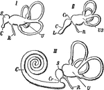 Internal ear of different vertebrates. I, fish; II, bird; III, mammal. Labels: U, utriculus with semicircular canals; S, sacculus; US, utriculus and sacculus; C, cochlear duct; L, lagena; Cr, canalis reuniens; R, recessus vestibuli.