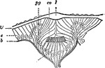 Section through the cup-shaped eye of a gastropod. Labels: e, epithelium covering body; cv, vitreous body; R, retina; N, nerve.