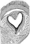Longitudinal section through the pineal eye of a lizard. The eye is located in the middle of the dorsal side of the head and is covered by the translucent scaled. The outer wall of the eye vesicle is thickened to form a lens, while the inner pigmented wall is the retina from which the nerve proceeds.
